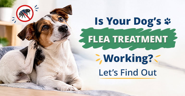 BudgetVetCare guide image on checking if a dog flea treatment is working