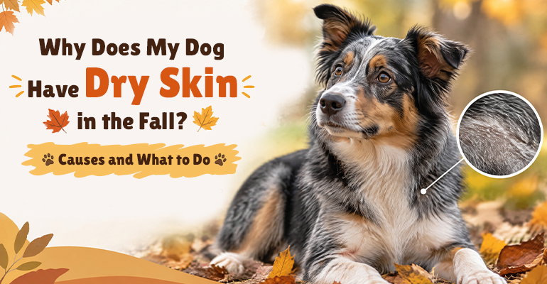 BudgetVetCare image about dry skin in dogs during the fall